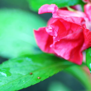 てぃんさぐぬ花簡単バージョン＆あんだんすー（油味噌）