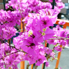 ６月２日より、愛好会再開します！