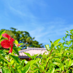 【練習動画あり】娘ジントヨー（初心者向け）