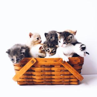 【ウィッグを長持ちさせるために】その1:ウィッグの多頭飼いのすゝめ