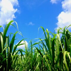 「さとうきび畑」の工工四