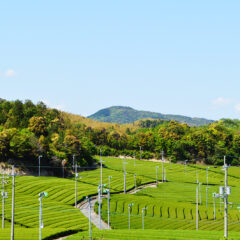 摘んできた生のお茶の葉をあれこれしたら、本当にお茶ができた！